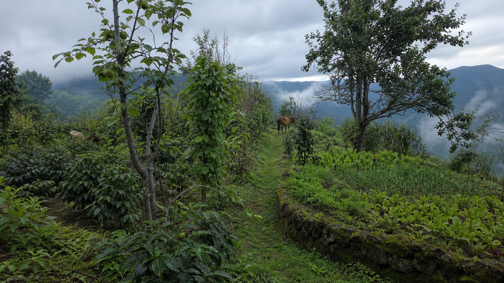 Realistic site-based visualization of the hillside path through pears, coffee, spices and kitchen gardens
